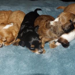 Dachshund Puppies from Molly Dolly's Miniature Dachshunds