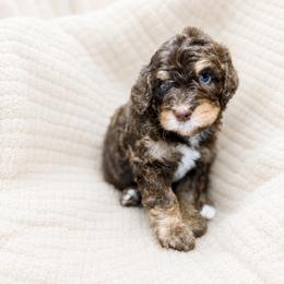 Yankee - Tri-color male Bernedoodle puppy in Lookout, California from Remington Kennels, LLC