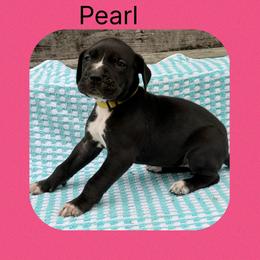 Pearl - Black and white female Great Dane puppy in Gonzales, Louisiana from Anstatt House Of Danes