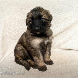 Sleepy (Black) - Fawn sable male Shiloh Shepherd puppy in Vancouver, Washington from North By Northwest Shilohs “NBN”