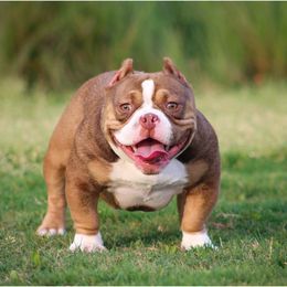 Shorty Bull All Grown Up from Exquisite Star Kennel