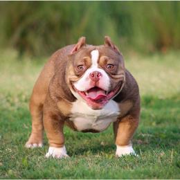 Shorty Bull All Grown Up from Exquisite Star Kennel