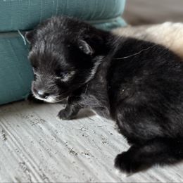 Bishop - Black male Pomsky puppy in Gunter, Texas from The Painted Pomsky