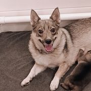 American Corgis, Pembroke Welsh Corgis, and Swedish Vallhunds from Faery Mount Farm