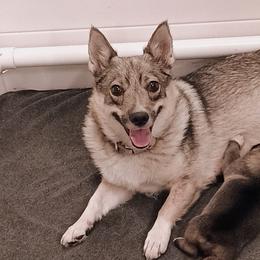 American Corgis, Pembroke Welsh Corgis, and Swedish Vallhunds from Faery Mount Farm