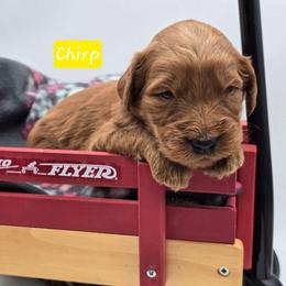 Chirp - Red  female Goldendoodle puppy in Neillsville, Wisconsin from Granton Creek