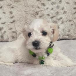 Male 1 - White male Miniature Schnauzer puppy in Sacramento, California from T & A Cali Schnauzer