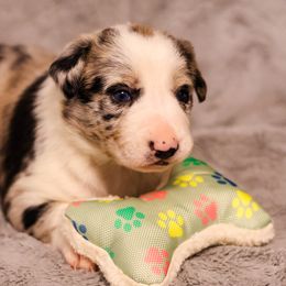 Border Collie Puppies from Wandering Meadows Farm