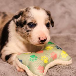 Border Collie Puppies from Wandering Meadows Farm