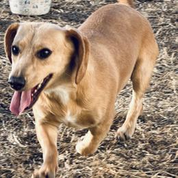 Truffles - Dachshund