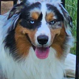 Odin - Miniature American Shepherd
