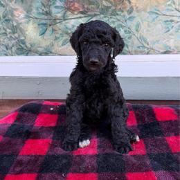Lexi - Black female Poodle puppy in Roseville, California from Aura & Luxe Poodles