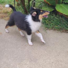 Collie Puppies from LeAnne Dobbins