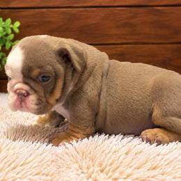 Spike - Lilac tri-color male Bulldog puppy in Bell Gardens, California from G bulldogs