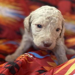 Frankie (Purple Coller) - Caramel cream female Labradoodle puppy in Toledo, Washington from Bigfoot Doodles