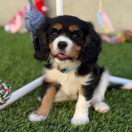 Han - Tri-color male Cavalier King Charles Spaniel puppy in Fontana, California from Magical Cavaliers