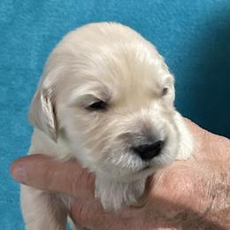 Pinkie - Light golden female Golden Retriever puppy in Ennis, Texas from Amberidge Golden Retrievers