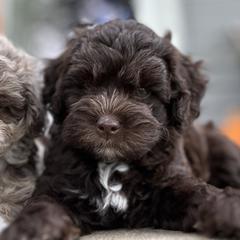 Ross - male Australian Mountain Doodle puppy in Lincoln, Nebraska from GRand Doodles