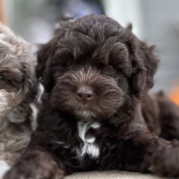Ross - male Australian Mountain Doodle puppy in Lincoln, Nebraska from GRand Doodles