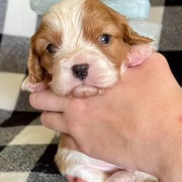 Cavalier King Charles Spaniel Puppies from Strawberry Hill Cavaliers