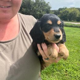 Buddy - Black and cream male Dachshund puppy in Stuart, Iowa from Johnson Family Paws