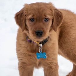 Golden Retrievers from Double W Golden Retrievers