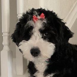 Mattie - Bernedoodle