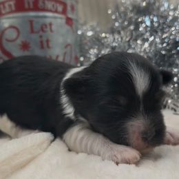Toby - AKC - Black and white male Havanese puppy in Verden, Oklahoma from Holcombs Puppy Ranch