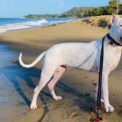 Dogo Argentino and Pembroke Welsh Corgi Puppies from Storm Dogos & Country Corgis