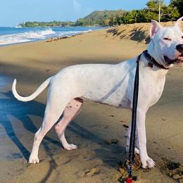 Dogo Argentino and Pembroke Welsh Corgi Puppies from Storm Dogos & Country Corgis