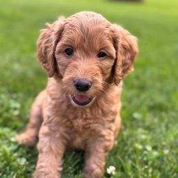 Spin(Spinach) - Red male Labradoodle puppy in Alliance, Ohio from Mount Olive Doodles