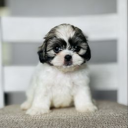 Boy 1 - Sable and white male Shih Tzu puppy in Seguin, Texas from Dolled Up Shih Tzus