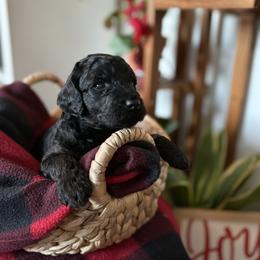 Girl 5 - Phantom female Goldendoodle puppy in Washington, Illinois from Lola Bear Goldendoodles