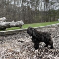 Bouvier des Flandres Puppies from Mathes Bouvier des Flandres