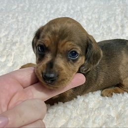 Pumpkin - Dapple female Dachshund puppy in Milroy, Pennsylvania from Not Your Average Weiner