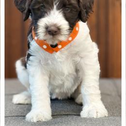 Miss Orange - Chocolate female Australian Labradoodle puppy in Wake Forest, North Carolina from Lucky Country Labradoodles