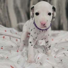 Girl 2 - White and black Dalmatian puppy in Adamstown, Maryland from Sprinkled with Hearts Dalmatians