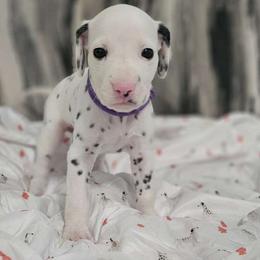 Girl 2 - White and black Dalmatian puppy in Adamstown, Maryland from Sprinkled with Hearts Dalmatians