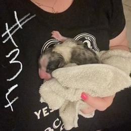 Cardigan Welsh Corgi Puppies from Katie Rogers