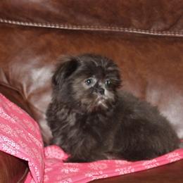 Shih Tzu Puppies from Gypsy Breeze Kennels
