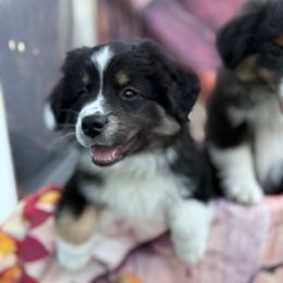 Ron - orange - Black tri male Miniature American Shepherd puppy in Enumclaw, Washington from Mount Peak Mini American Shepherds