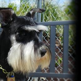 Maggie - Miniature Schnauzer