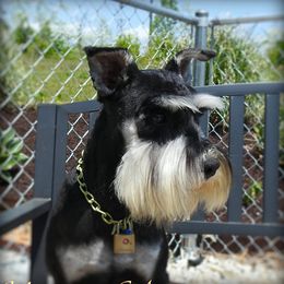 Maggie - Miniature Schnauzer