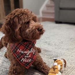 Holly - Labradoodle