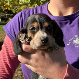 Male 4 - Black brown and white male Basset Hound puppy in Lindley, New York from Hill Top Basset Hounds & Cane Corso