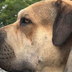 Boerboels and Cane Corso from Cross Canine