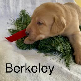 Berkeley - Yellow male Labrador Retriever puppy in Mineral, Virginia from Canine Assist