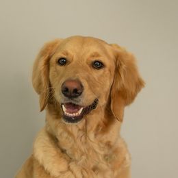 Nova - Goldendoodle