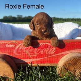 Girl 2 - Red  female Goldendoodle puppy in Wever, Iowa from JK Royal Lines