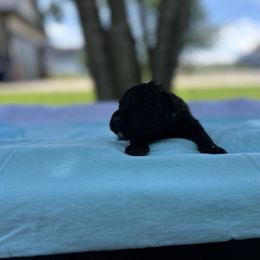 Athens - Black and brindle male Bouvier des Flandres puppy in Buffalo, Missouri from Noble Bouviers